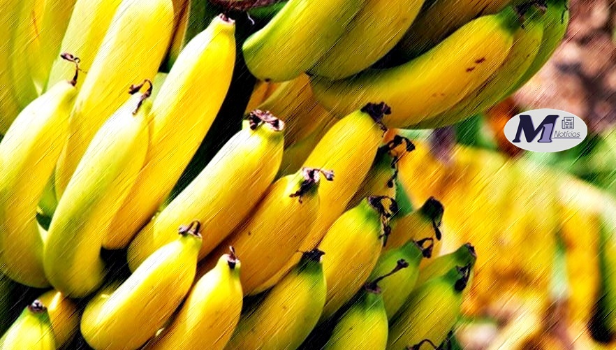 Produção Banana Anápolis SITE M1 Notícias