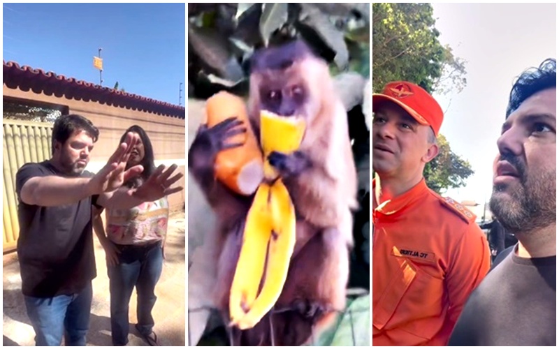 Márcio Corrtêa- Macacos- Parque Onofre Quinan