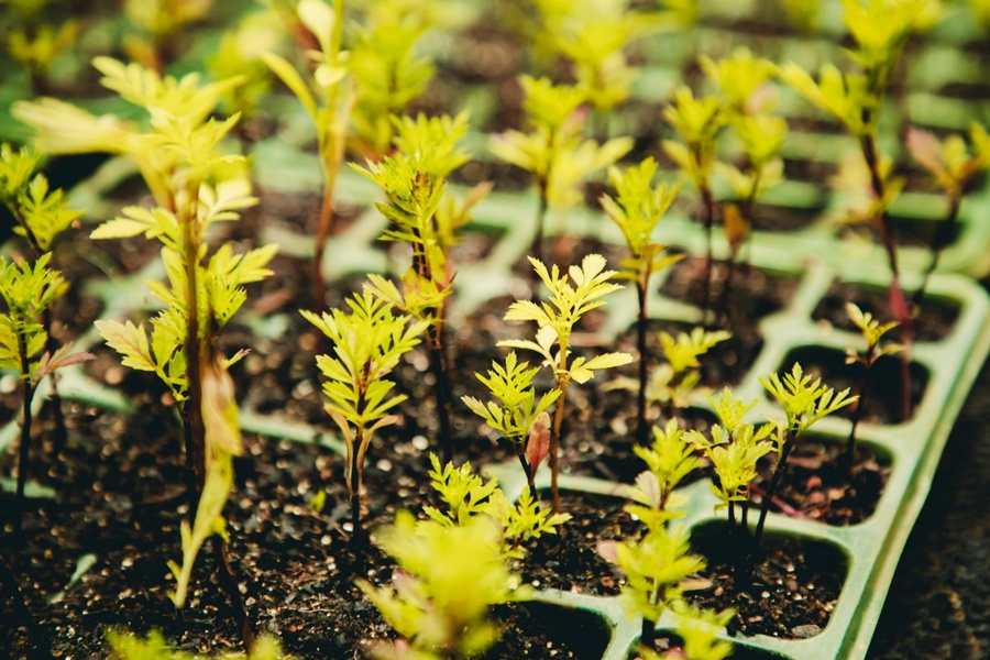 Mudas- Prefeitura de Anápolis- Paulo de Tarso