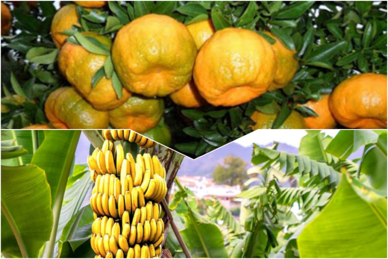Produção de Banana e Tangerina- Imagem Ilustrativa