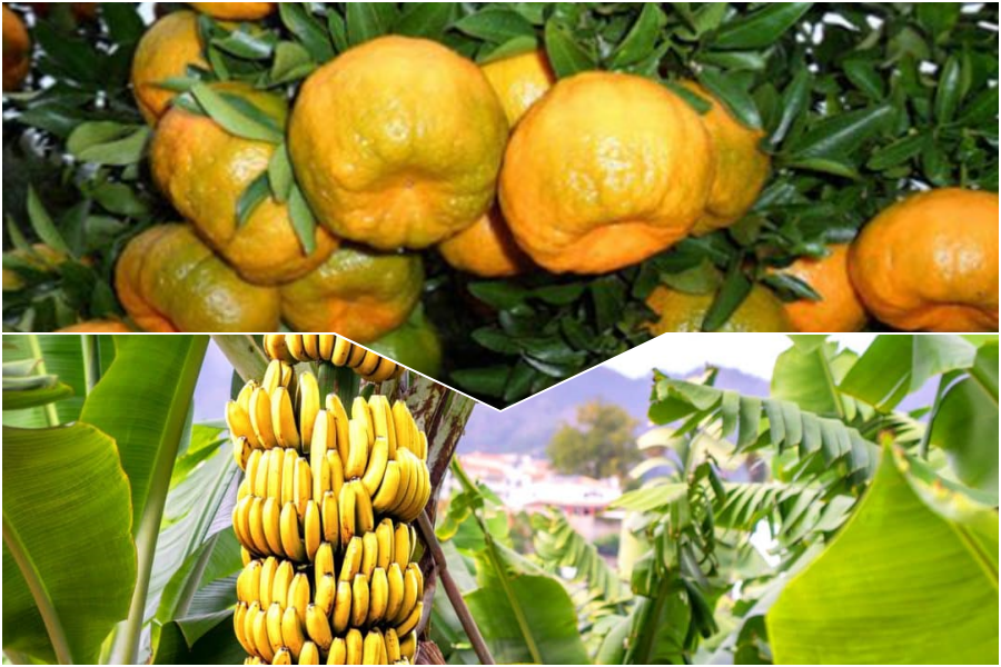 Produção de Banana e Tangerina- Imagem Ilustrativa