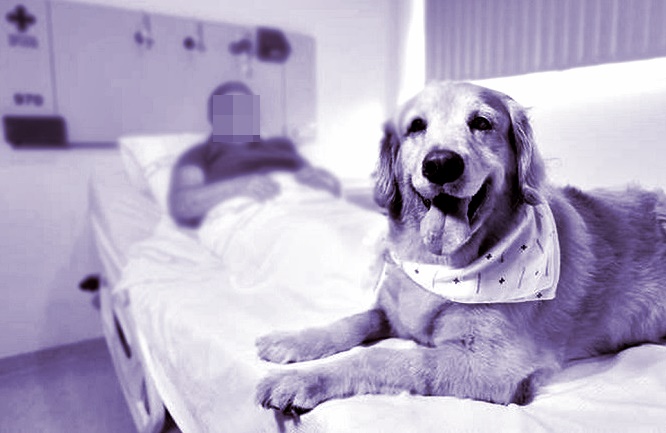 Visitação Assistida de Animais Domésticos- Imagem da Internet- Com alterações